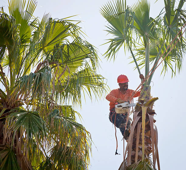 Best Tree Pruning Services  in USA